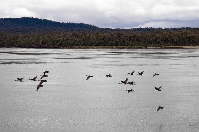 20071217 131056 D2X (88) 4000x2667.jpg - Birds in Laguna San Rafael